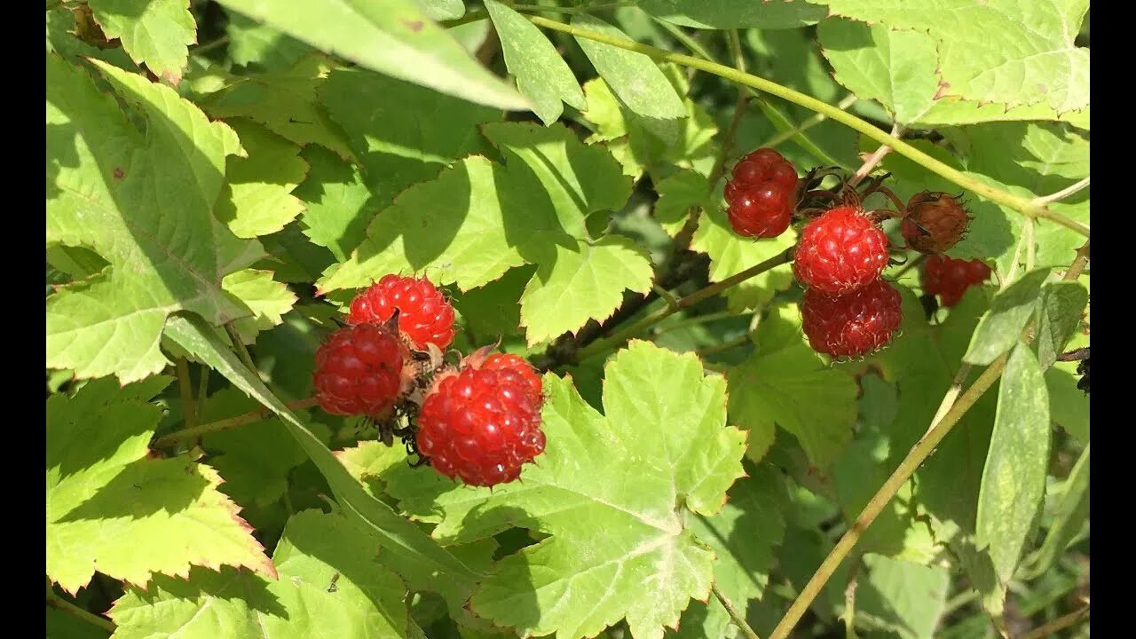 Медвежьи ягоды фото МЕДВЕЖЬЯ ЯГОДА / Rubus Idaeus - YouTube