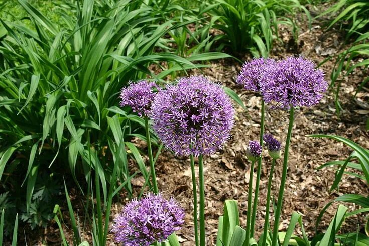 Медвежий чеснок фото Allium aflatunense - Wikipedia Allium flowers, Summer flowering bulbs, Plants