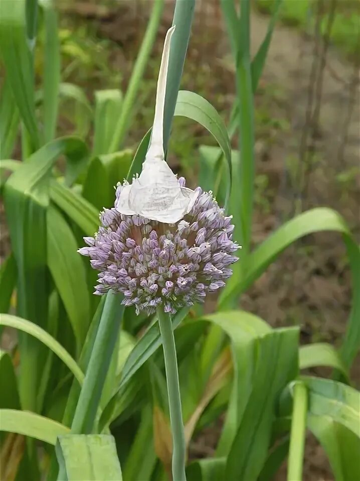 Медвежий чеснок фото Elefante Di Aglioallium Ampeloprasum Fiore - Fotografie stock e altre immagini d