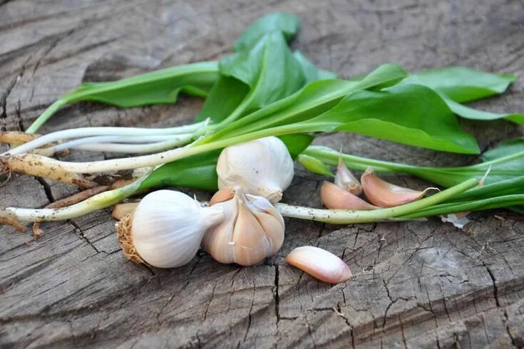 Медвежий чеснок фото September Gardening To-Do List Wild garlic, Garlic, Autumn garden
