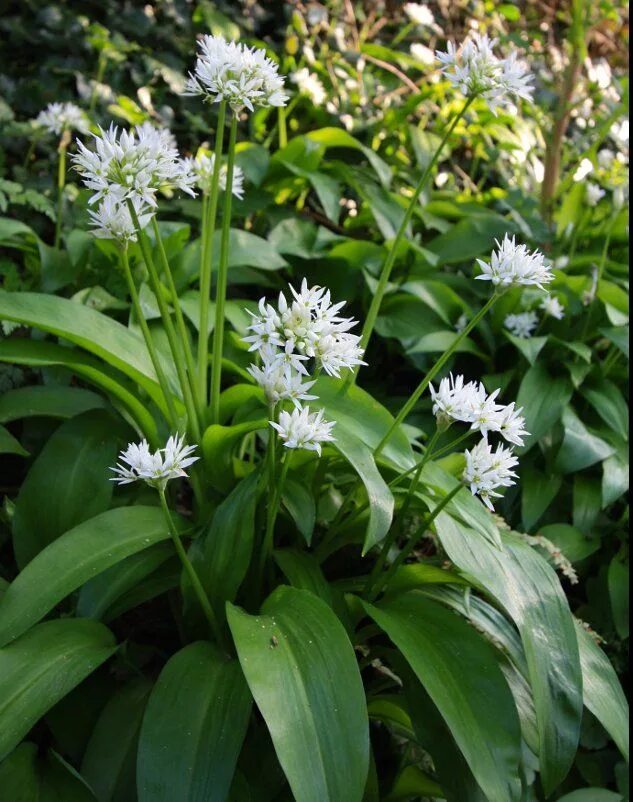 Медвежий чеснок фото True+European+Ramsons+Wild+Bear's+Garlic+Allium+ursinum+-+50+Seeds Wild garlic p