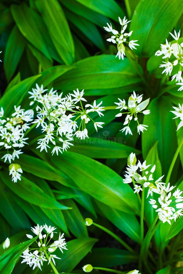 Медвежий чеснок фото Wild Garlic with White Blooms Stock Image - Image of bunch, leaves: 71216675