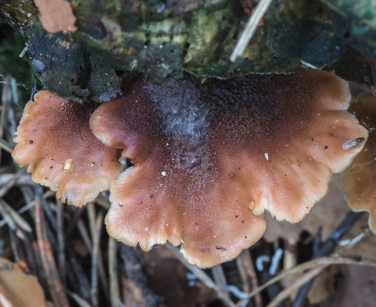 Медвежий гриб фото Пилолистничек медвежий (Lentinellus ursinus) фото и описание