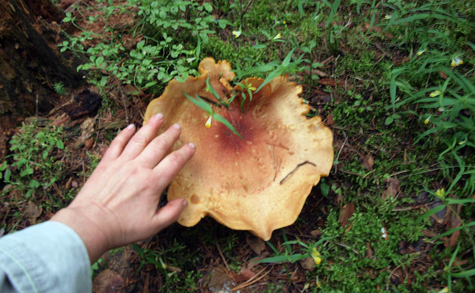 Медвежий гриб фото и описание Рядовка жёлто-красная - Tricholomopsis rutilans - Грибы Уломы Железной