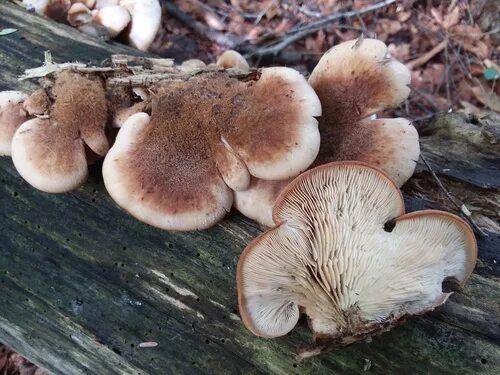 Медвежий гриб фото и описание bear lentinus (Fungi and Lichens of South Mountain Reservation) - iNaturalist