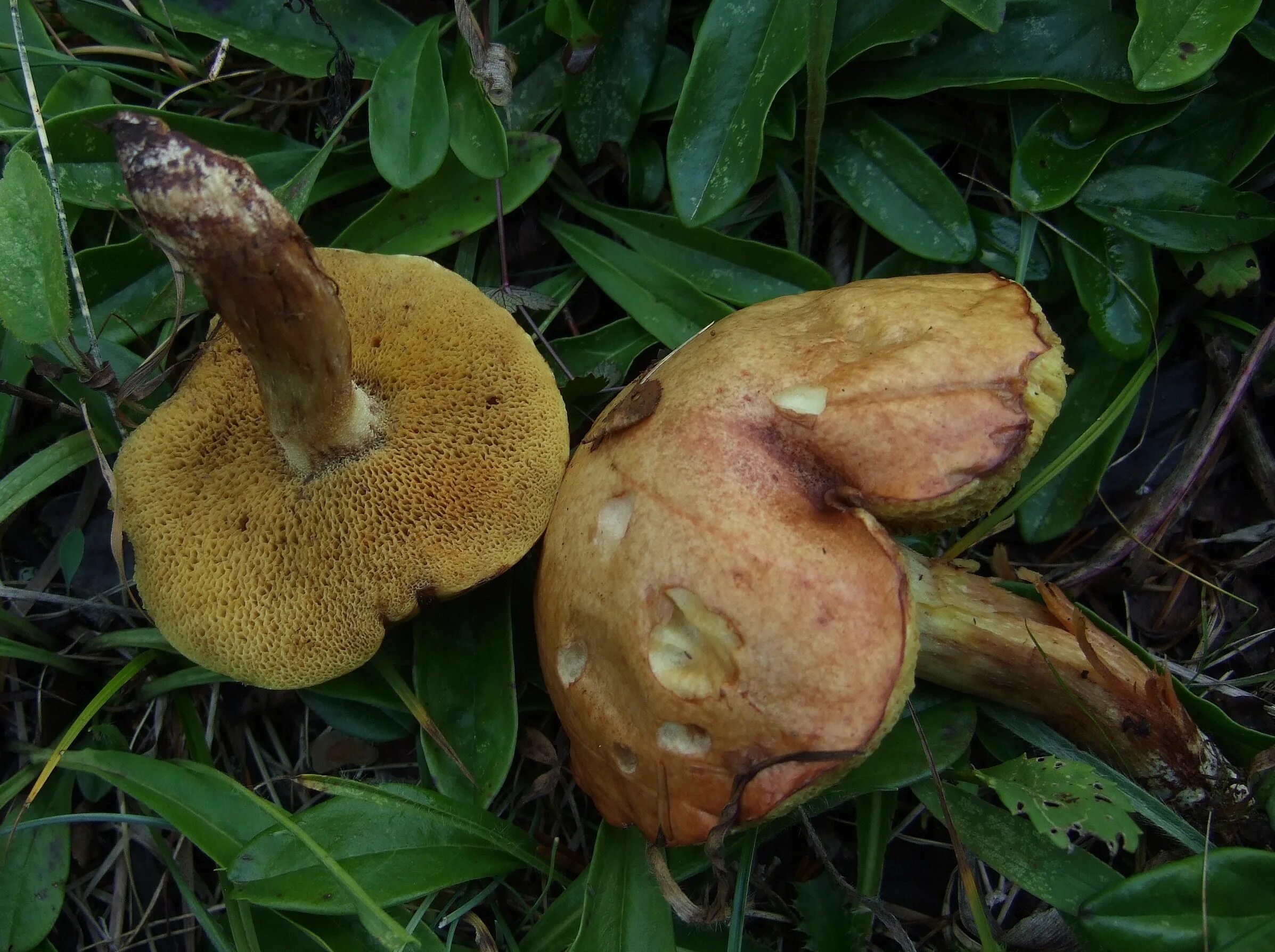 Медвежий гриб фото и описание Fungus Gallery :: Suillus :: F30A3875