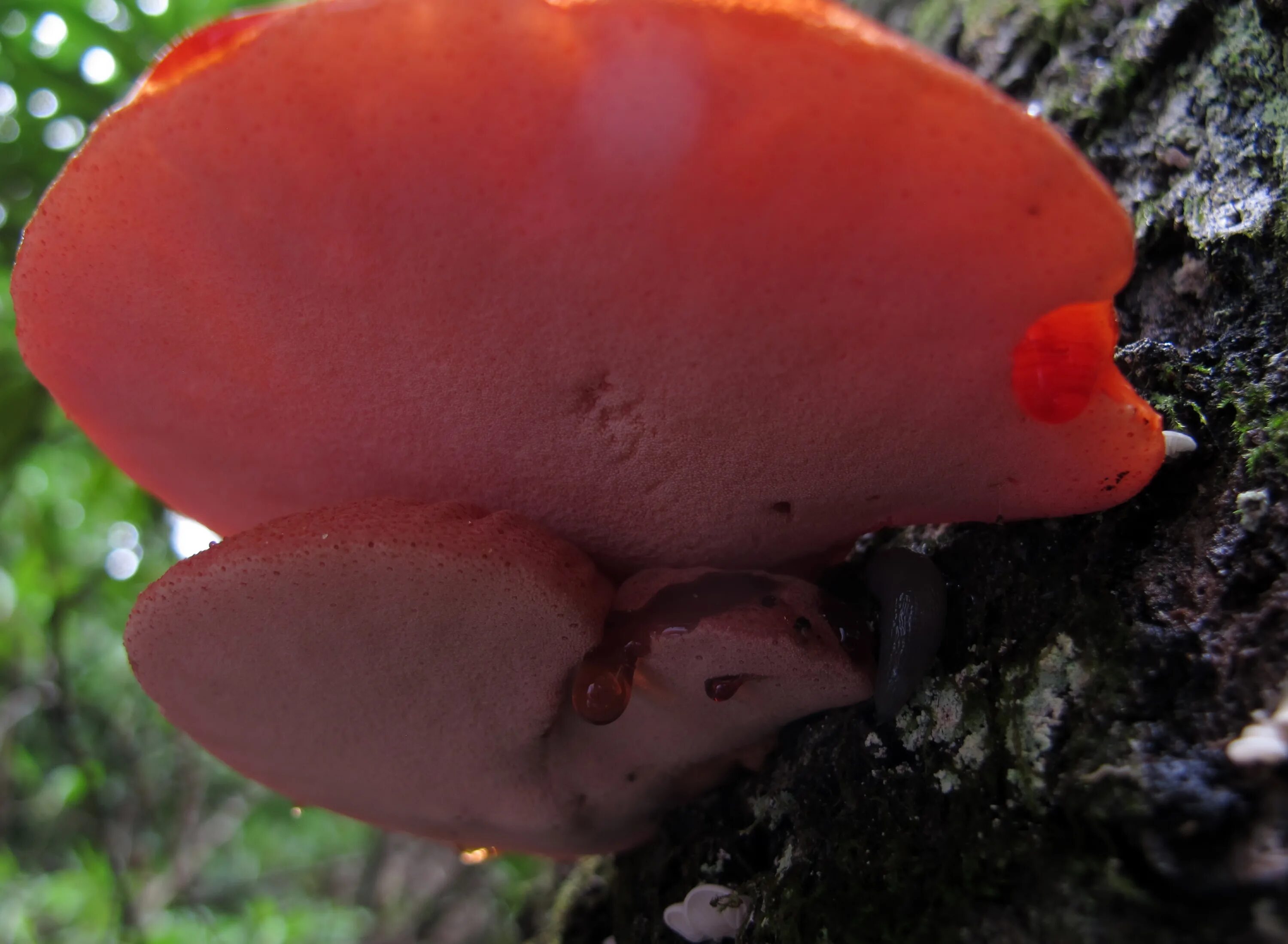 Медвежий гриб фото и описание File:Fistulina hepatica (Schaeff.) With 439565.jpg - Wikimedia Commons