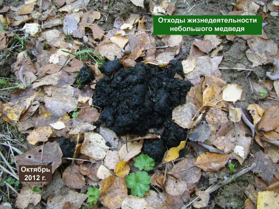 Медвежий кал как выглядит фото медведь Стой! Опасность!: chur73 - ЖЖ