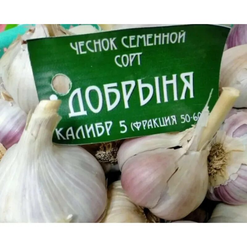 Медвежий коготь чеснок описание сорта отзывы фото чеснок Добрыня - купить в интернет-магазине.