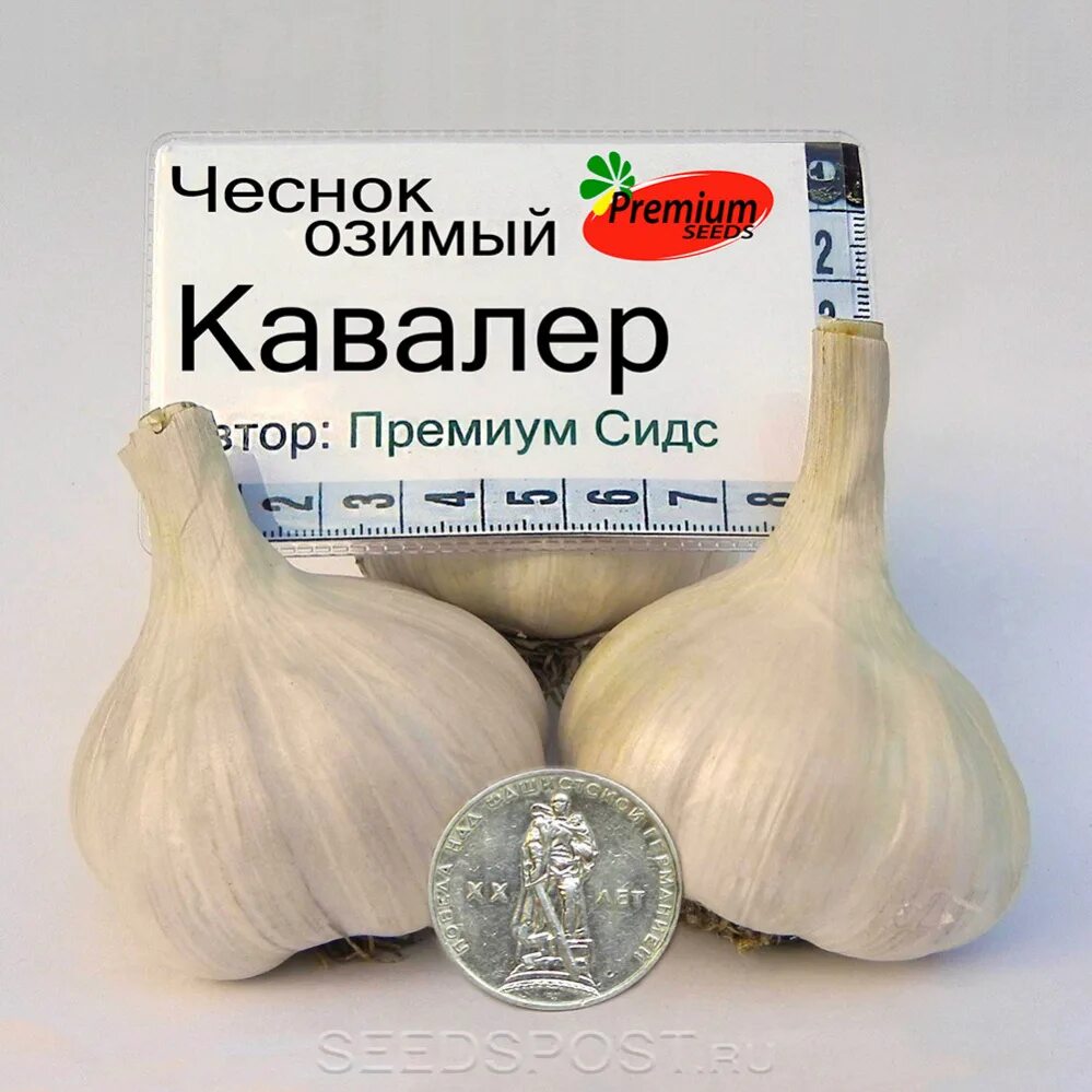 Медвежий коготь чеснок описание сорта отзывы фото Чеснок озимый КАВАЛЕР, 5 шт., купить саженцы в интернет магазине Seedspost.ru