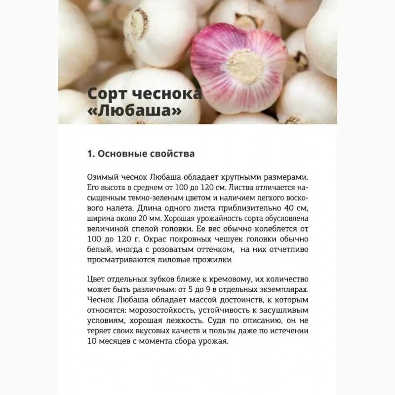 Медвежий коготь чеснок описание сорта отзывы фото Сорта чеснока описание