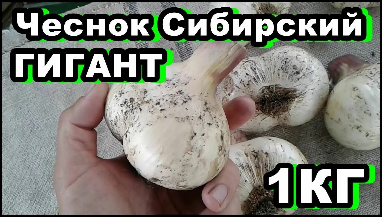 Медвежий коготь чеснок описание сорта отзывы фото Луковицы Чеснок Gold Arboretum купить по выгодной цене в интернет-магазине OZON 