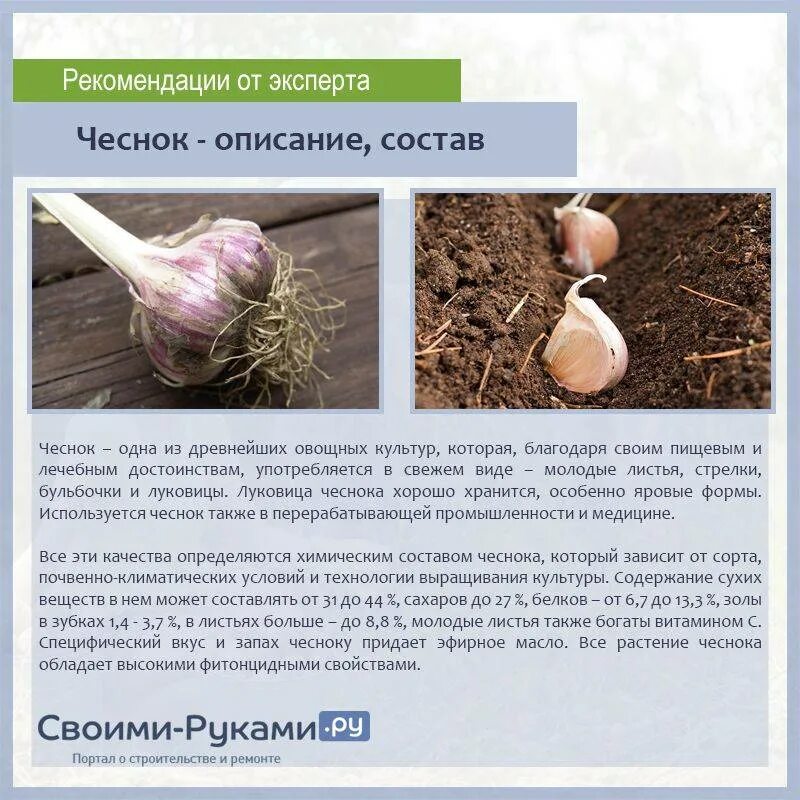 Медвежий коготь чеснок описание сорта отзывы фото Чеснок Богатырь: описание и характеристика сорта, уход и уборка с фото