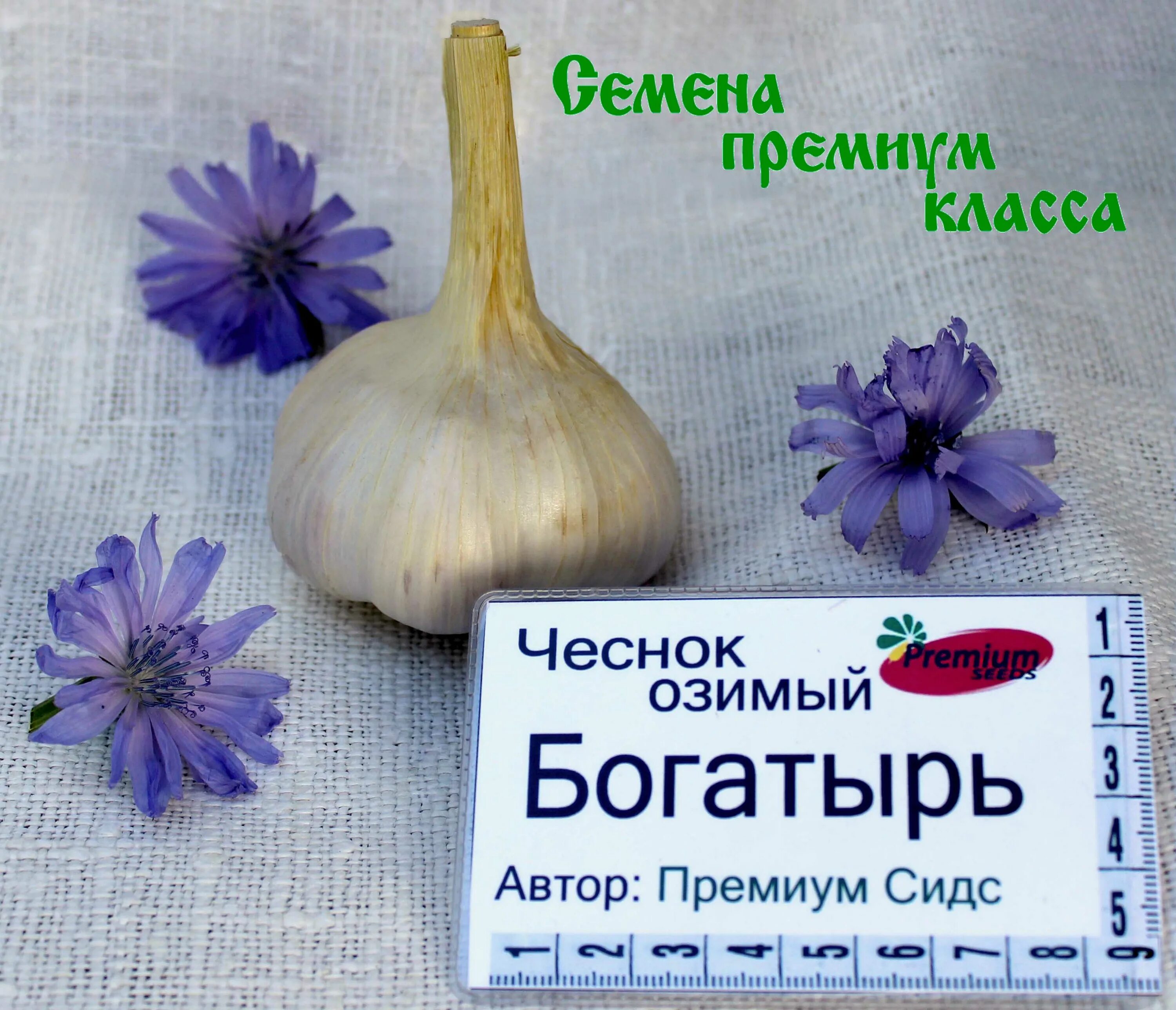 Медвежий коготь чеснок описание сорта отзывы фото Чеснок озимый Богатырь - Премиум Сидс