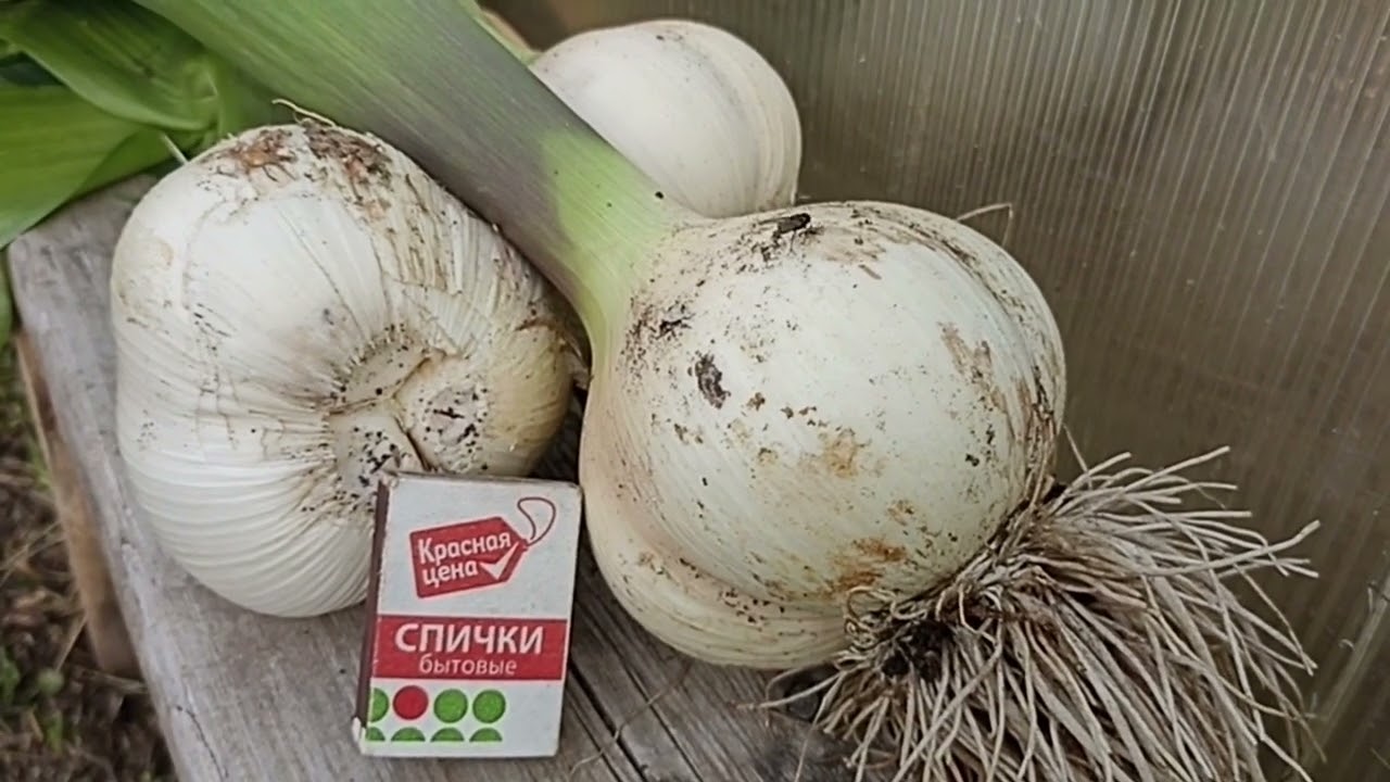 Медвежий коготь чеснок описание сорта отзывы фото ЧЕСНОК МЕДВЕЖИЙ КОГОТЬ // КОЛЛЕКЦИЯ ЛИПАТОВОЙ АНАСТАСИИ // ВАЦАП ДЛЯ ЗАКАЗА 8915