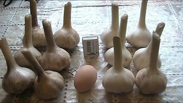 Медвежий коготь чеснок описание сорта отзывы фото Обзор чеснока "Медвежий коготь" и "Башкириц". Август 2017 г //Секреты хороших ур