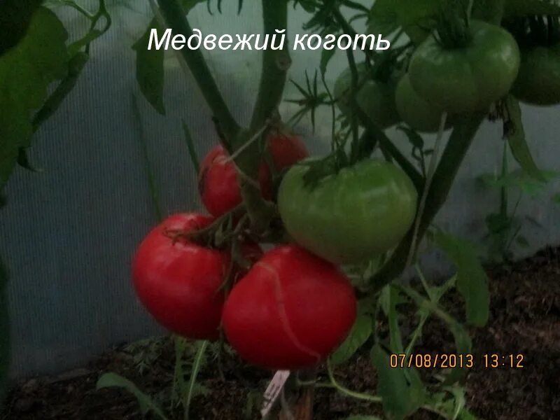 Медвежий коготь чеснок описание сорта отзывы фото Сорт помидор медвежий коготь фото