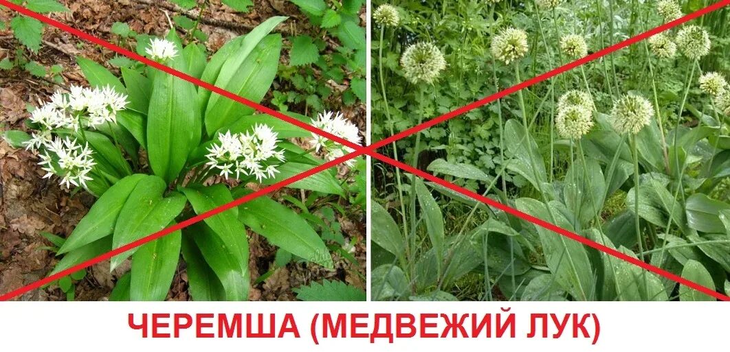 Медвежий лук черемша фото "Собирать черемшу - запрещено!", - отметил Александр Капустин из Миор " Афіцыйны