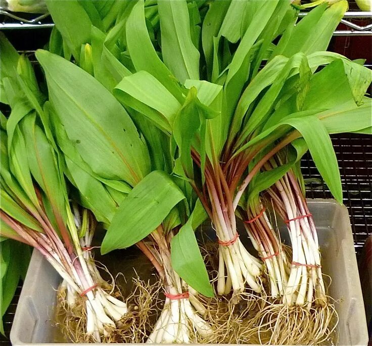 Медвежий лук черемша фото Crops That Need To Be Planted Once And Can Be Enjoyed For Life Growing food, Pla