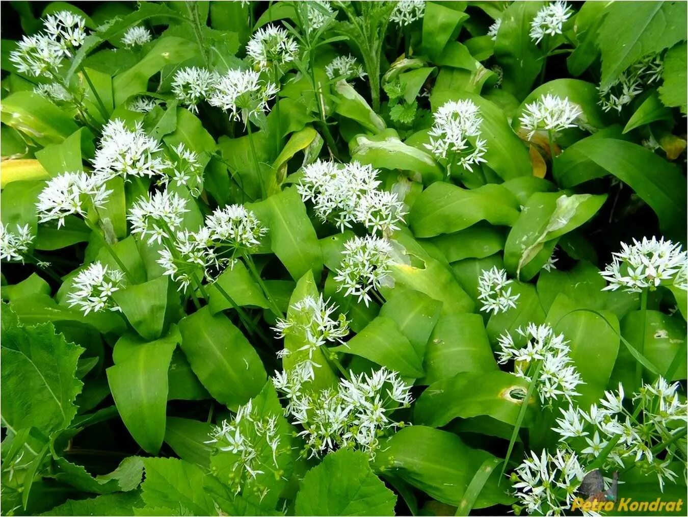 Медвежий лук черемша фото Купить Черемша - Черемша - GardenPlants