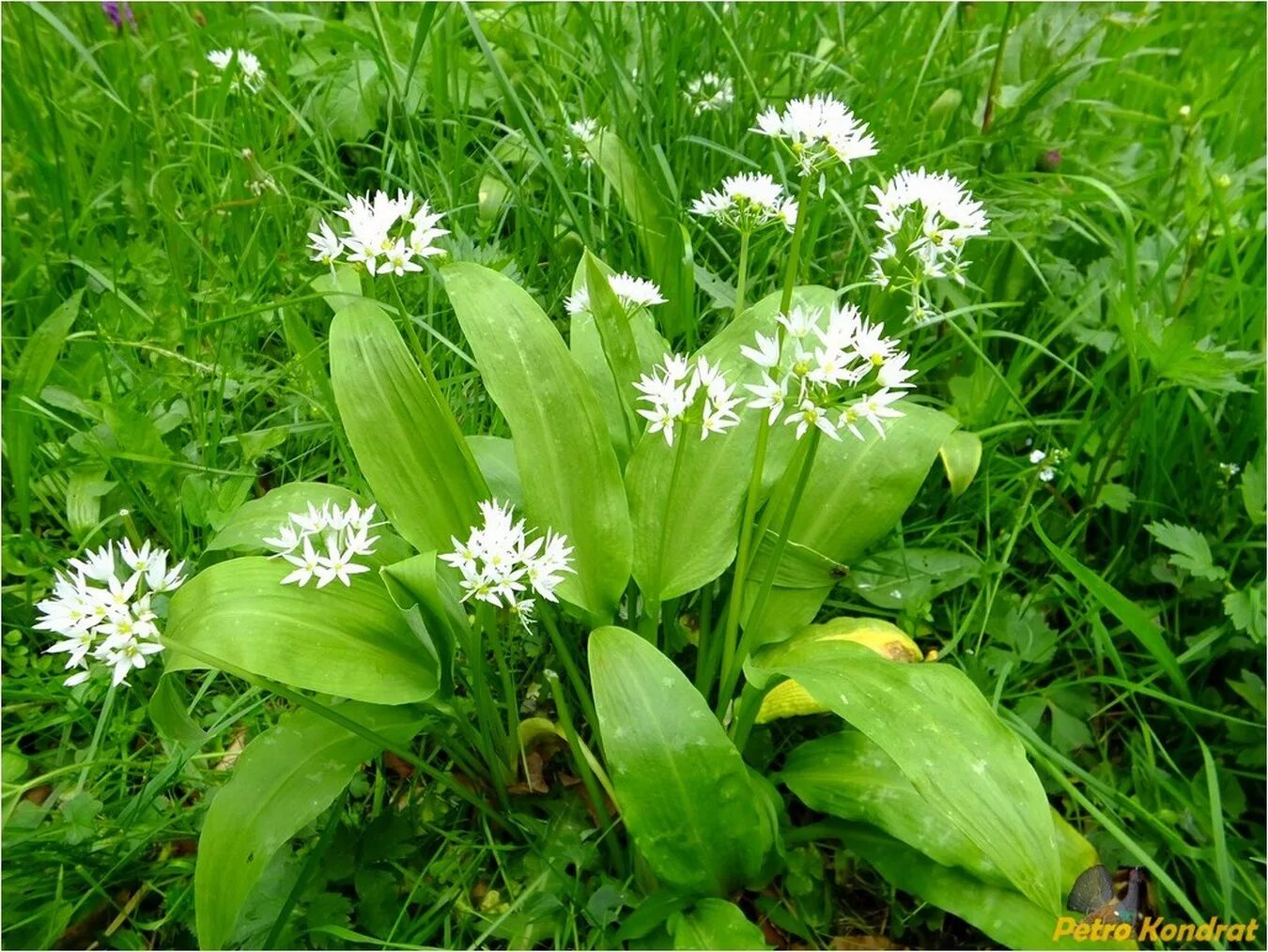 Медвежий лук черемша фото Allium ursinum - Image of an specimen - Plantarium