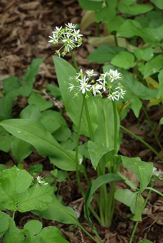 Медвежий лук фото и описание Allium ursinum - Image of an specimen - Plantarium