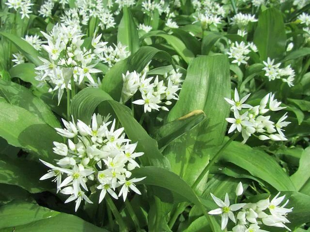 Медвежий лук фото и описание Arthropodium Matapouri Bay - Diaco's Garden Nursery Planter, Planteskole, Strand