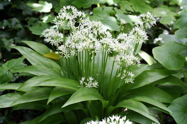Медвежий лук фото и описание Ail des ours, colchique, muguet, arum, et les autres Jardines