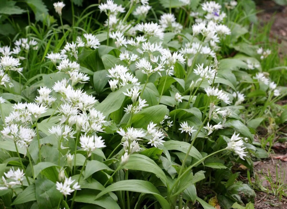 Медвежий лук фото и описание Ramsons Pollination, Allium, Bee moth