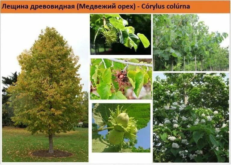 Медвежий орех дерево фото и описание Фундук "МЕДВЕЖЬЕ УХО" - Цена на саженцы в питомнике Зеленый Сад Крым