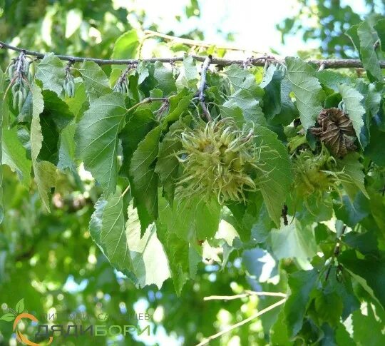 Медвежий орех дерево фото и описание Саженцы ореха Лещина древовидная (Corylus colurna) или медвежий орех купить в Мо