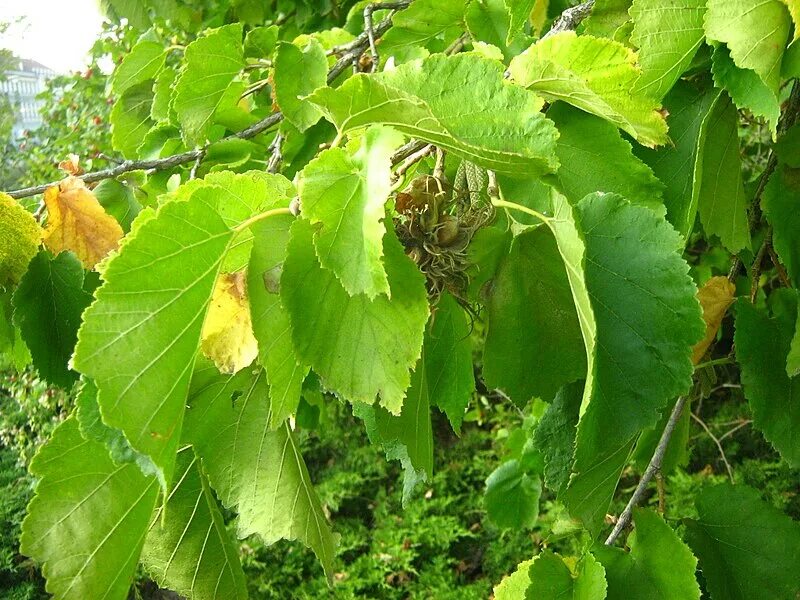 Медвежий орех дерево фото и описание File:Corylus-colurna-20-09-2009-08.jpg - Wikimedia Commons