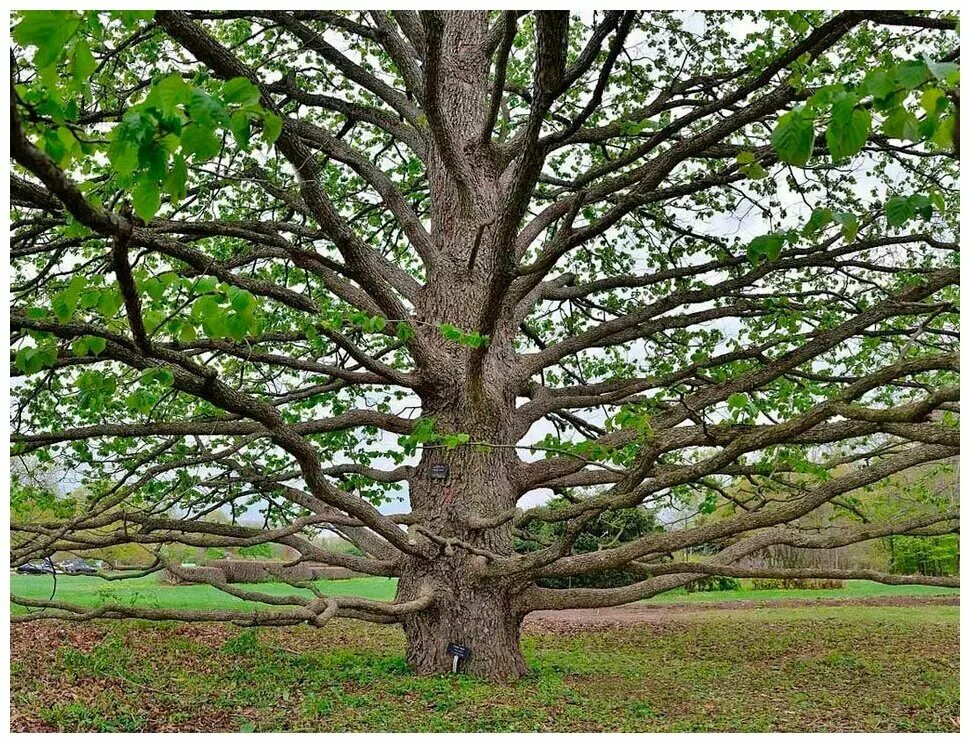Медвежий орех дерево фото и описание Фундук Медвежий Орех (лат. Corylus colurna) семена 11шт - купить в интернет-мага