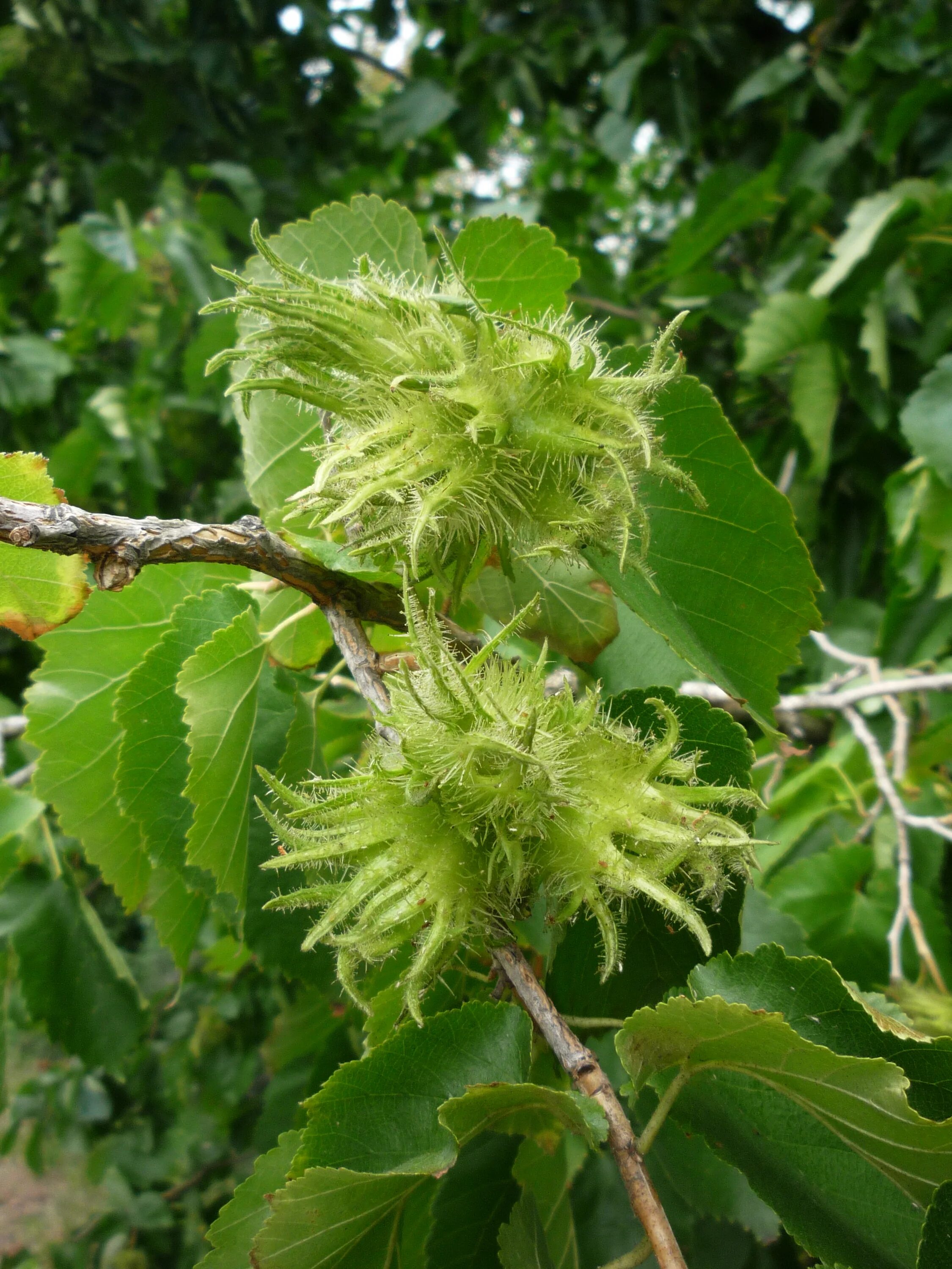 Медвежий орех фото File:Corylus colurna - Líska turecká 01.jpg - Wikimedia Commons