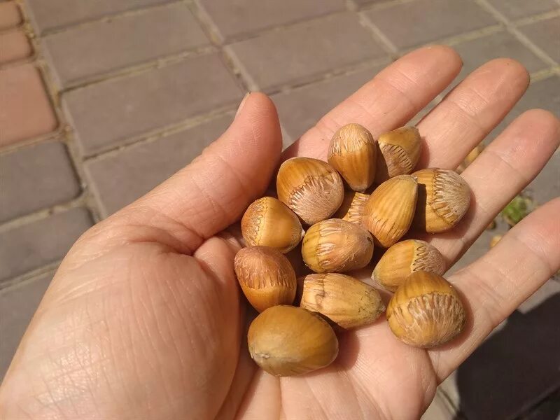 Медвежий орех фото Продам ФУНДУК, ліщина, ведмежий горіх 2023 - Agrotorg