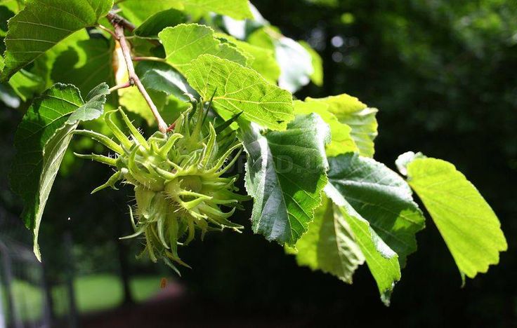 Медвежий орех фото Медвежий орех: выращивание и уход Plants, Milkweed seeds, Ground cover seeds