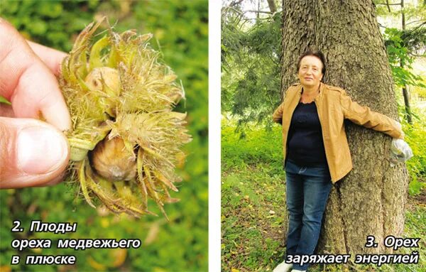 Медвежий орех фото Медвежий орех: древовидная лещина в природе Планета земля Фотогалерея природы на