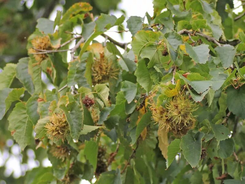 Медвежий орех фото Лещина Лещина древовидная (Corylus colurna) 30-50 см А купить по цене 429 руб. Д