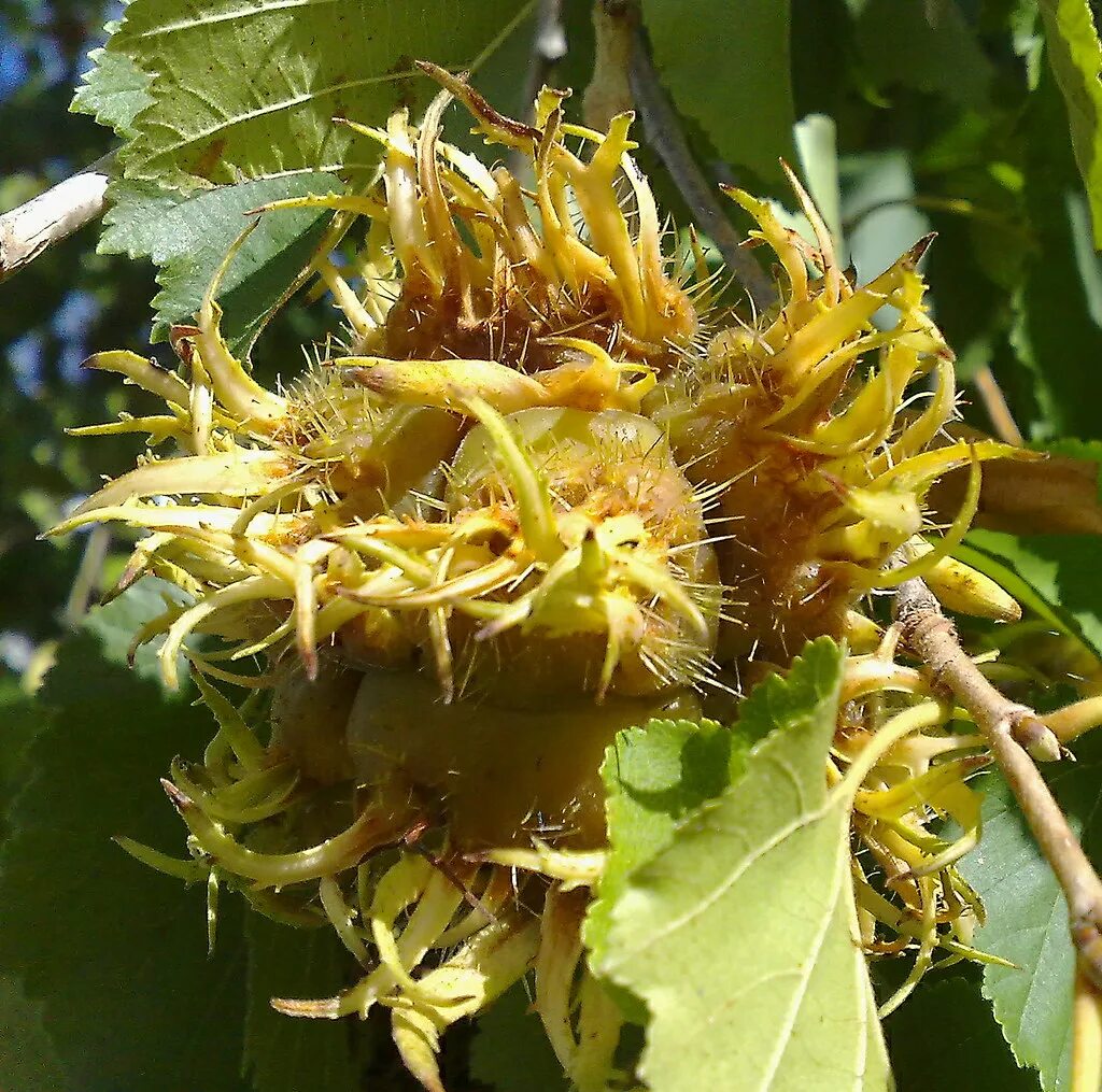Медвежий орех фото "Zierhaselnuss" - Baumhasel Corylus colurna Turkish Hazel Flickr