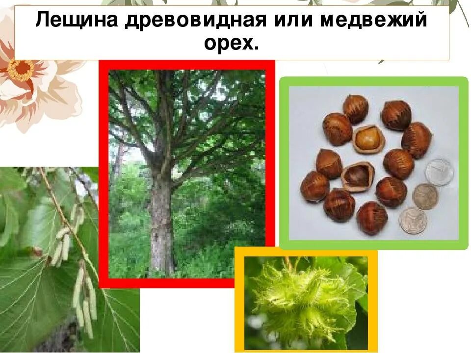 Медвежий орех фото и описание Лещина древовидная (Орех медвежий): описание, фото