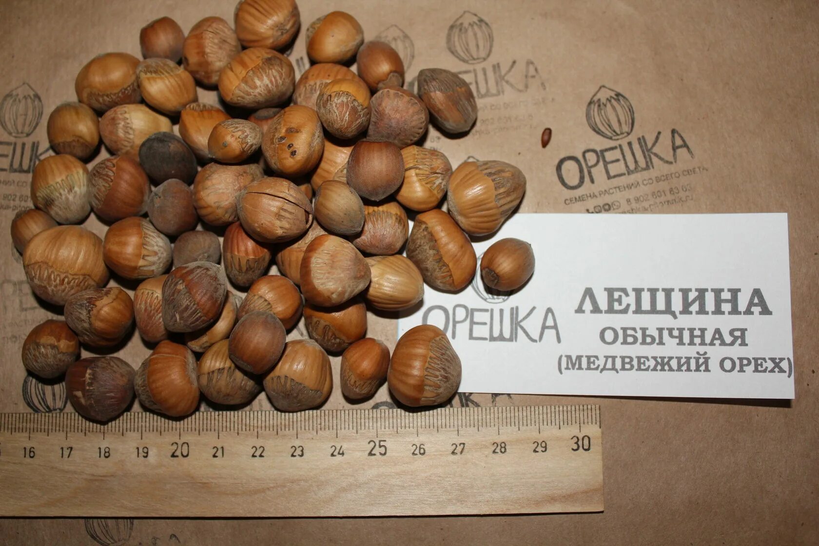Медвежий орех фото и описание Орех медвежий семена Питомник семян Орешка
