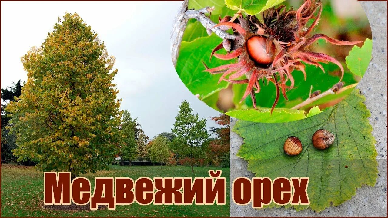 Медвежий орех фото и описание Медвежий орех или Лещина древовидная - размножение семенами - стратификация и по
