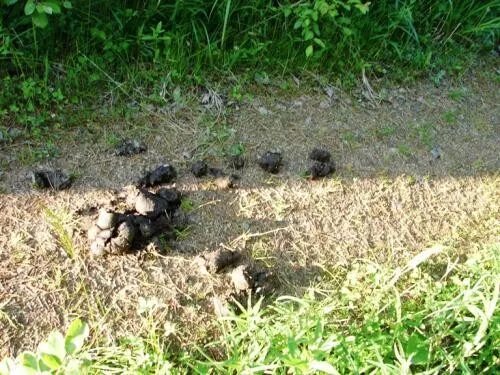 Медвежий помет в лесу фото Прогулка на Зюраткуль Путеводитель по Челябинску и Челябинской области