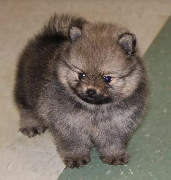 Медвежий шпиц фото pomeranian teddy bear Pomeranian puppy, Pomeranian dog, Pure breed dogs