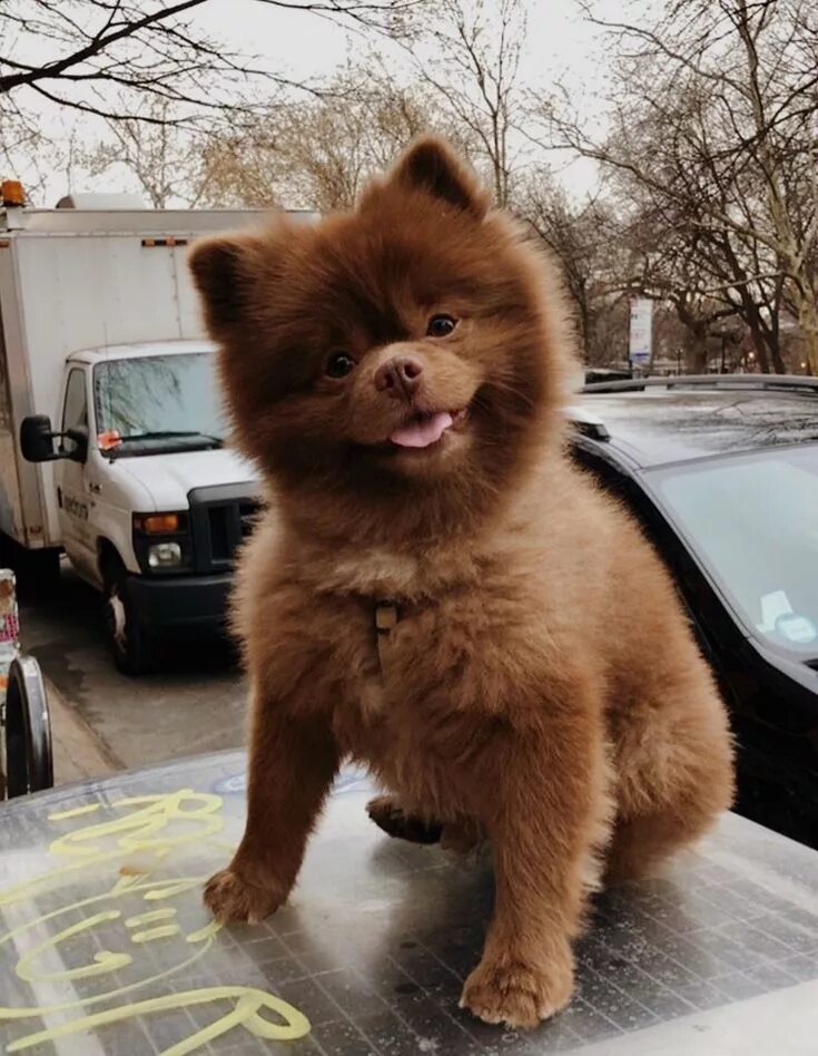 Медвежий шпиц фото Pin on cutie pies