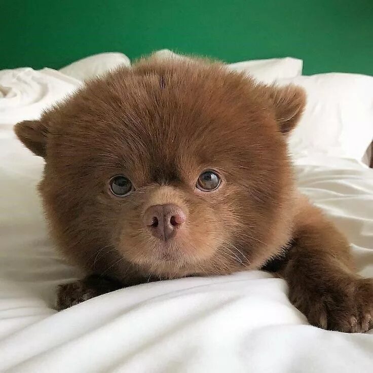 Медвежий шпиц фото ℓυηα мι αηgєℓ ♡ Baby animals, Cute baby animals, Cute animals