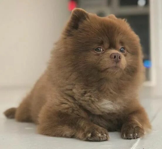 Медвежий шпиц фото Pin by Kateřina Caklová on pomík-pomník-pomeranč 3 Baby dogs, Cute cats and dogs