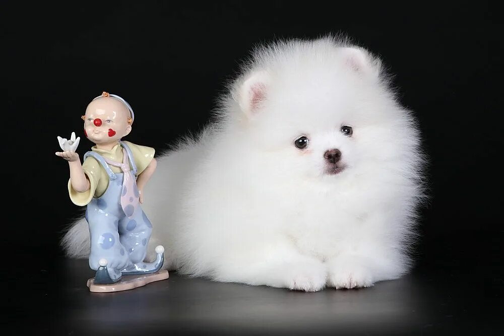 Медвежий шпиц фото белый Правила содержания белого померанского шпица Dogs, Panda bear, Animals