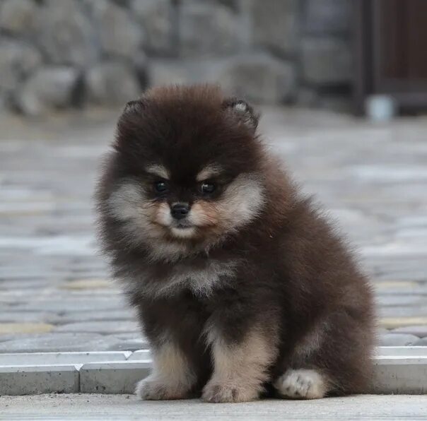 Медвежий шпиц взрослый фото missing dog. boy. small, dark. last seen on the street truth. his photo no, but 