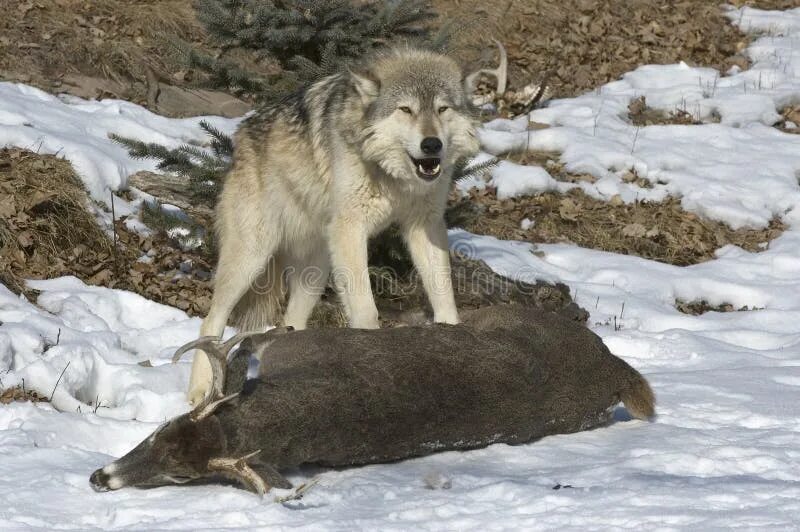 Медвежий волк фото Gray wolf on kill stock image. Image of wildlife, timber - 11855949